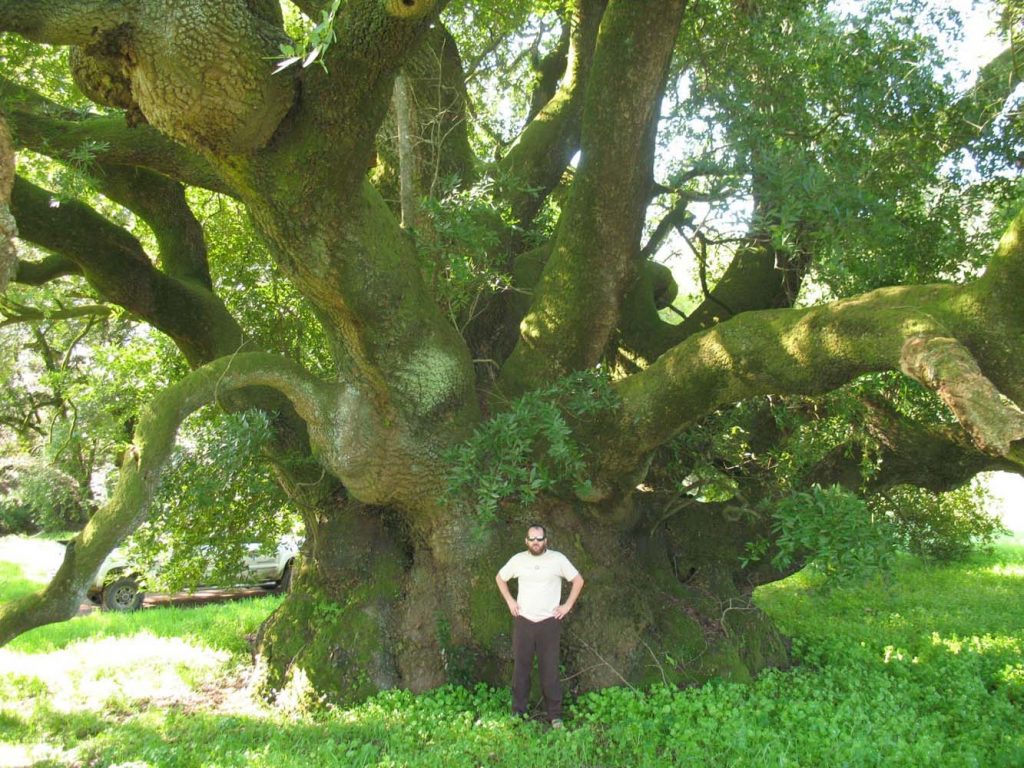 service technician in front of tree in Sonoma County, CA